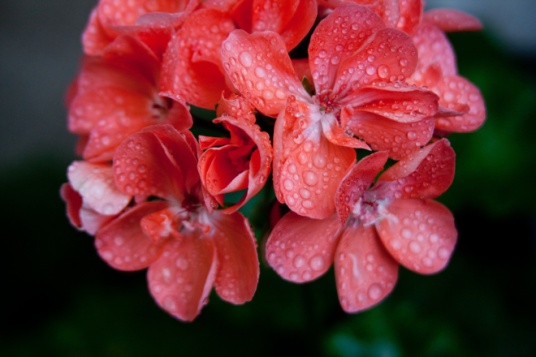 Geraniums cluster raindrops