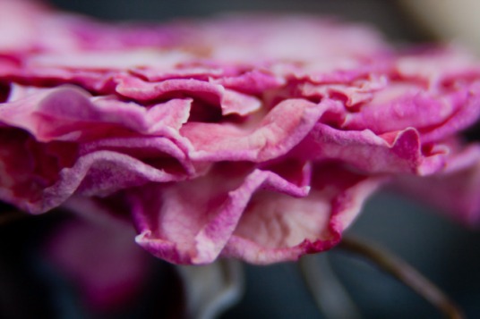 Rose dried pink 5